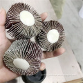 /msite/products/detail/productid/61992197/id/1491458.html
